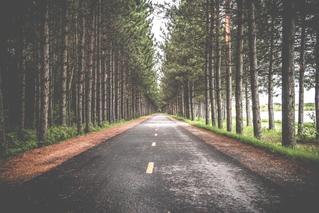 forestroad_unsplash